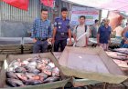 Fine for selling banned piranha in Burichang; 50 kg of fish distributed to orphanage