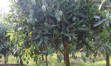 According to the schedule fixed by the Naogaon district administration, mango collection in the orchards of 11 upazilas started today