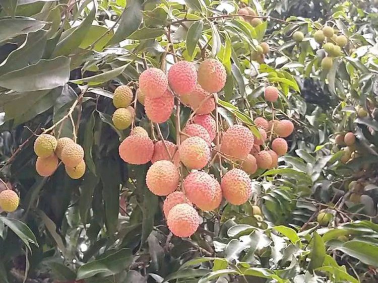 All kinds of litchis have started growing in Dinajpur, the city of litchis.