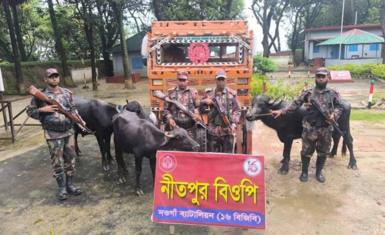 Naogaon's Porsha border: 3 ownerless Indian buffaloes seized.