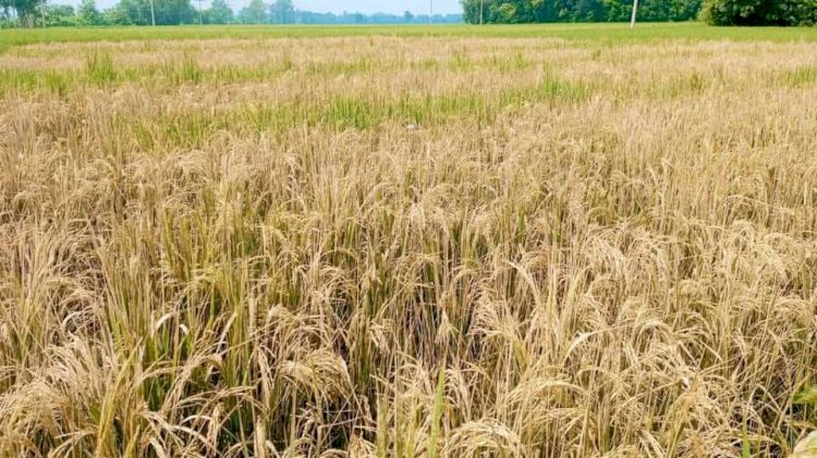 Allegation of paddy destruction by spraying weedkiller poison in a field in Raninagar, Naogaon