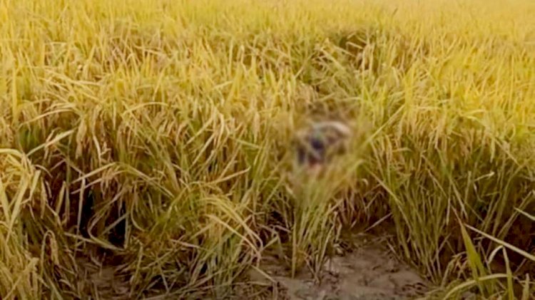 Body of an unidentified youth recovered from a paddy field in Naogaon's Raninagar.