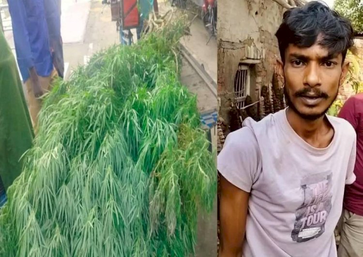 A youth named Swapan arrested on charges of cultivating cannabis at his homestead in Naogaon's Manda.