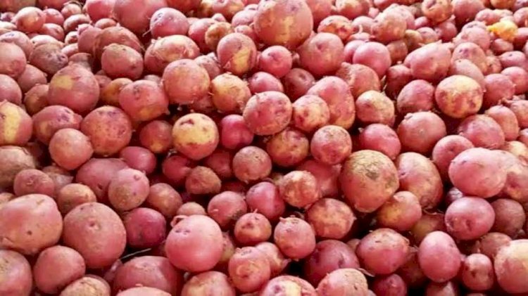 Farmers in Rajshahi in a predicament over potatoes